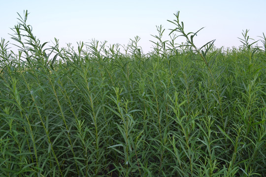 Sustainable natural materials like seagrass and willow